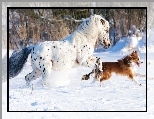 Border collie, Biegnący, Koń Appaloosa, Śnieg